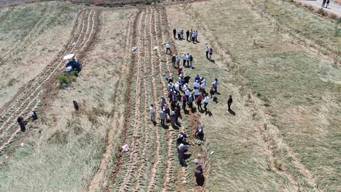 Kastamonu'da Taşköprü Sarımsağı Hasadı Başladı