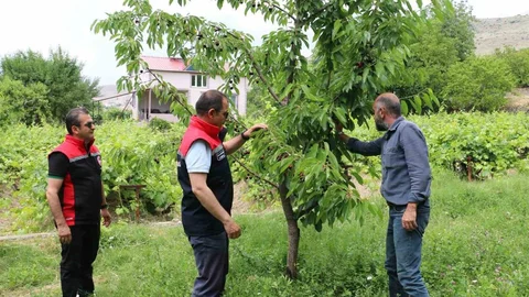Erzincan'da Kiraz Hasadı Başladı