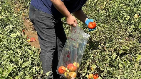Köşk’te Domates Hasat Öncesi Denetimi Başladı