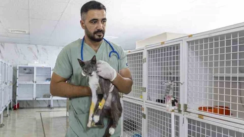 Mersin'de Yaralı Hayvanlar Tedavi Ediliyor