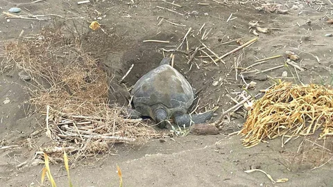 Mersin'de Caretta Caretta Yuvalama Süreci