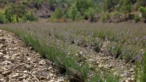 Alanya'da Lavanta Hasadı Yapıldı