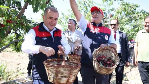 Elazığ'da Kiraz Hasadı Devam Ediyor