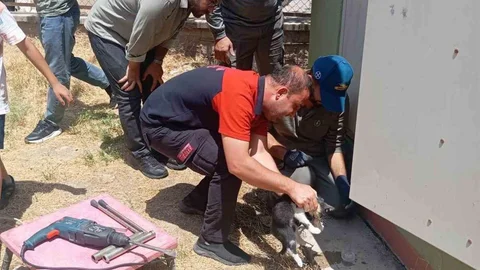 Siirt'te Trafo Deliğine Sıkışan Kedi Kurtarıldı