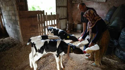 Edirne'de Üçüz Buzağı Müjdesi