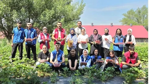 Ağrı'da Çilek Hasadı Etkinliği