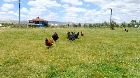 Sivas'ta Kene Mücadelesi İçin Tavuk Kümesi Uygulaması
