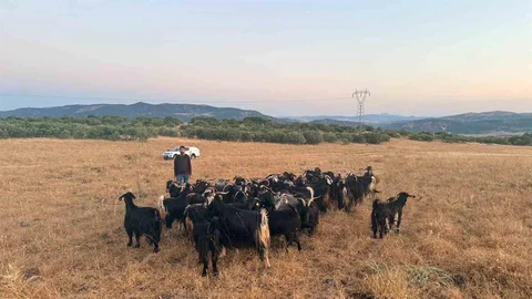 Elazığ'da Kaybolan Keçiler Bulundu