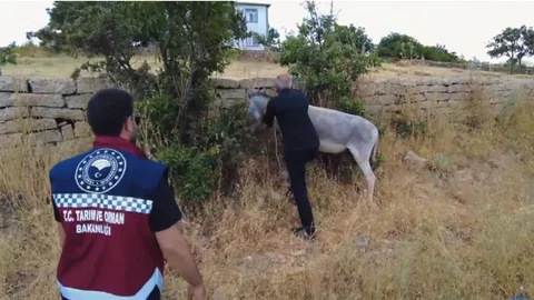 Bingöl'de Sahipsiz Hayvanlar Toplandı