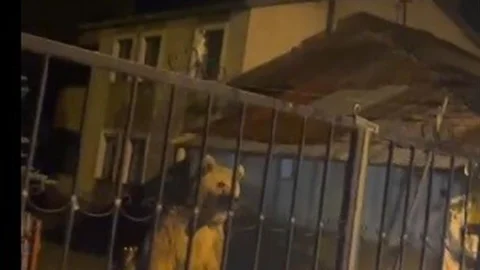 Sarıkamış'ta İlginç Ayı Olayı