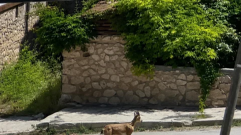 Erzincan'da Dolaşan Dağ Keçisi
