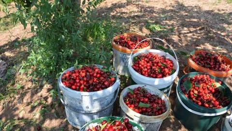 Gölpazarı'nda Kiraz Hasadı Tamamlanıyor