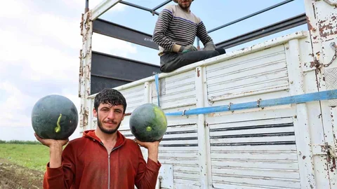 Adana'da Karpuz Hasadı Tamamlanıyor