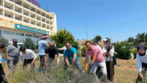 Burhaniye'de Lavanta Hasadı Coşkusu