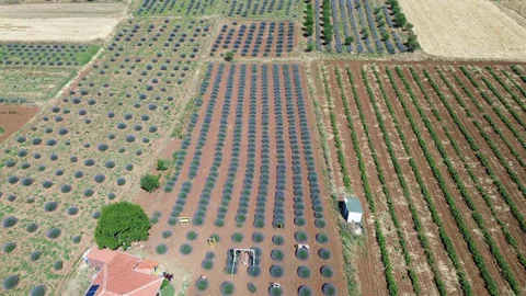 Isparta'da Lavanta Tarlaları Çiçek Açtı