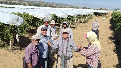 Manisa'da Sultaniye Üzümüne Koruma Önlemi