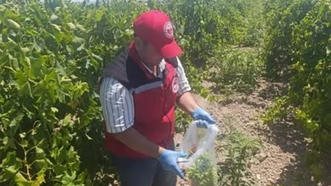 Salihli'de Pestisit Denetimi Sürüyor