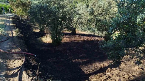 Bilecik'te Zeytin Tarlasında Yangın Çıktı