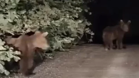 Kastamonu'da Gece Yarısı Ayı Panik Yaratıyor