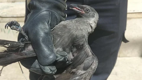 Çankırı'da Yaralı Karga Kurtarıldı