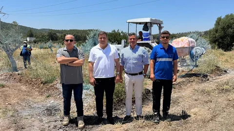 Zeytinler büyüyor, Milas kazanıyor