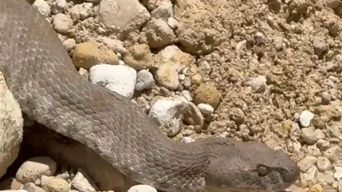 Tunceli'de Engerek Yılanı Görüntülendi