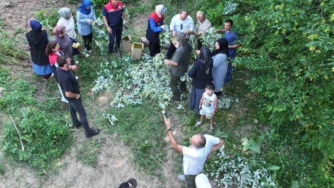Düzce’de Ihlamur Hasadı Başladı
