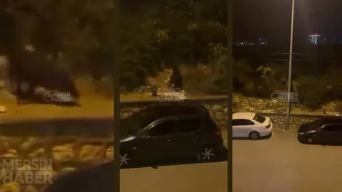 Erdemli Ayaş'ta Yaban Domuzları Yerleşim Yerine İndi!
