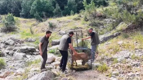 Kahramanmaraş'ta Yaralı Dağ Keçisi Doğaya Bırakıldı