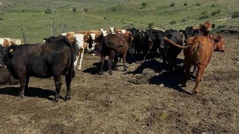 Aydıntepe'de İthal Sığır Kontrolleri Yapılıyor