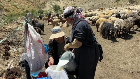 Yüksekova'da Berivanların Zorlu Süt Sağma Dönemi
