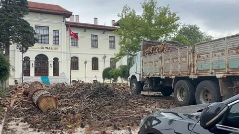 Bilecik'te Dev Çam Ağaçları Kesildi