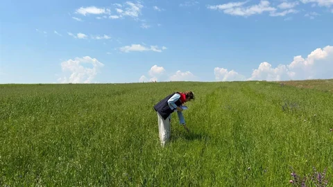 Kars'ta Yem Bitkileri Tespit Çalışmaları Devam Ediyor