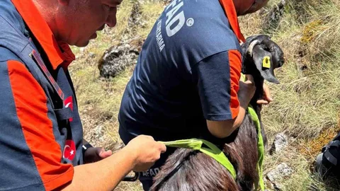 Burdur'da Mahsur Kalan Keçiler Kurtarıldı