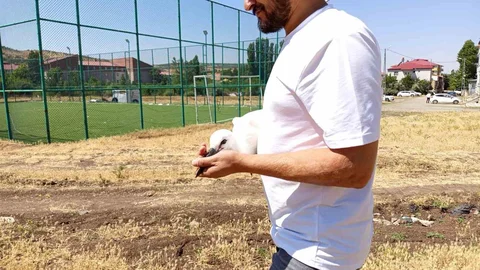 Bingöl'de Yavru Leylek Doğaya Bırakıldı