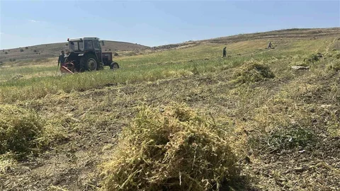 Yozgat'ta Mercimek Hasadı Başladı