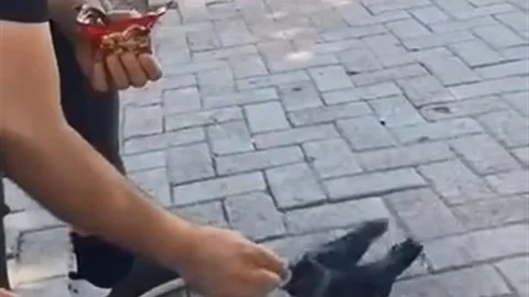 Elazığ'da Yavru Karga Beslendi