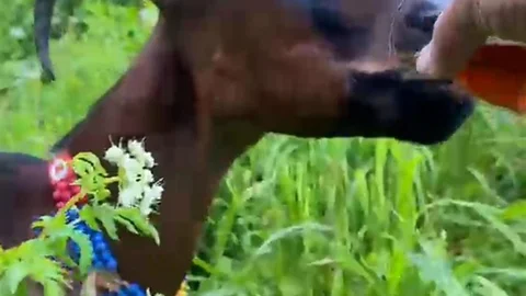 Rize'de Çay İçen Keçi Görüntüleri