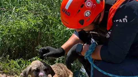 Siirt'te Mahsur Kalan Köpek Kurtarıldı