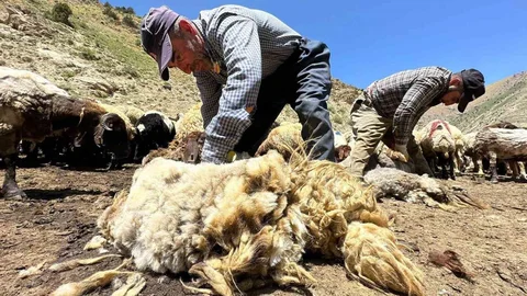 Erzincan'da Koyun Kırkımı Hızla Devam Ediyor