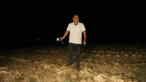 Çiftçilerin "beyaz altın" nöbeti: Bir yıllık emekleri için sabaha kadar tarlada bekliyorlar