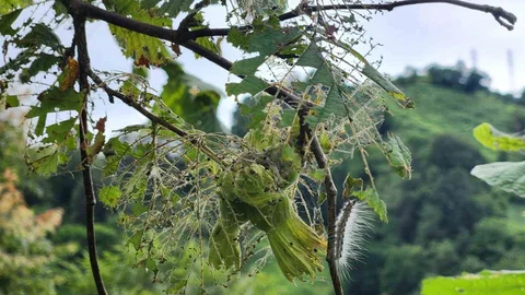 Rize'de Tırtıl Tehdidi Artıyor