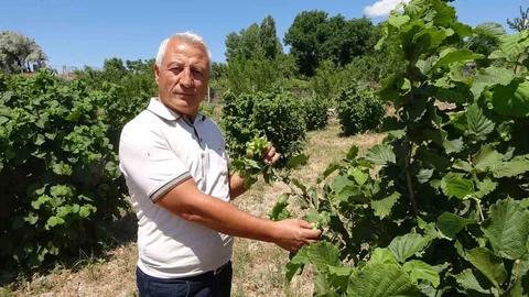 Yozgat'ta Fındık Üretimi Başarısı