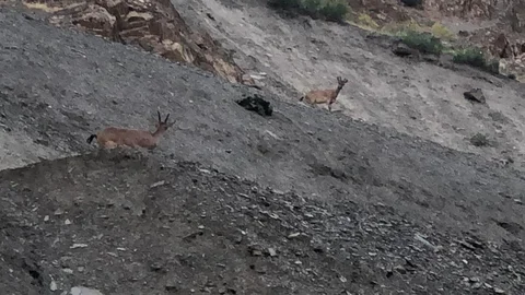 Hakkari'de Dağ Keçileri Görüntülendi