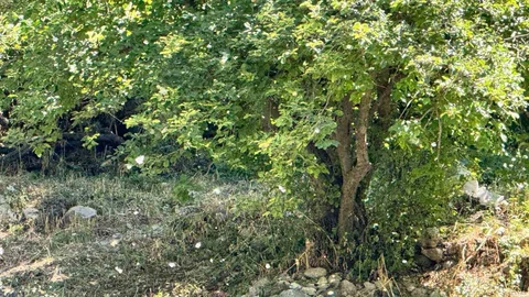 Şırnak'ta Polenler Beyaz Kaplama Yaptı