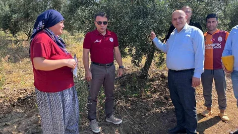 Buldan'da Zeytin Sineğine karşı Tuzaklar Dağıtıldı