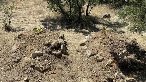 Kastamonu'da Kiraz Zehirlenmesi İddiası