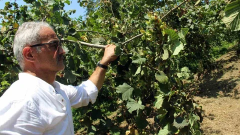 Fındık Fiyatları Düşüşte Giresun'da