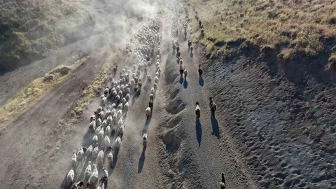 Bitlis'te Koyunların Tozlu Yolculuğu