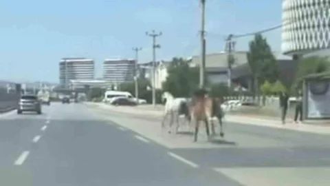 Bursa’da başıboş atlar trafiği tehlikeye attı